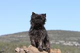 CAIRN TERRIER 312